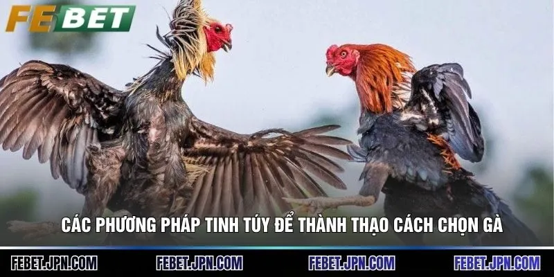 Các phương pháp tinh túy để thành thạo cách chọn gà