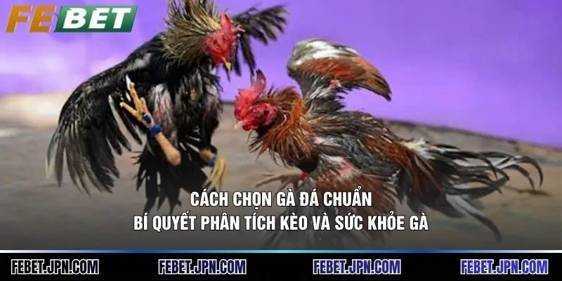 Cách Chọn Gà Đá Chuẩn: Bí Quyết Phân Tích Kèo Và Sức Khỏe Gà