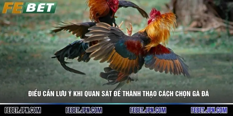 Điều cần lưu ý khi quan sát để thành thạo cách chọn gà đá