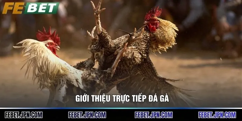 Giới thiệu trực tiếp đá gà 