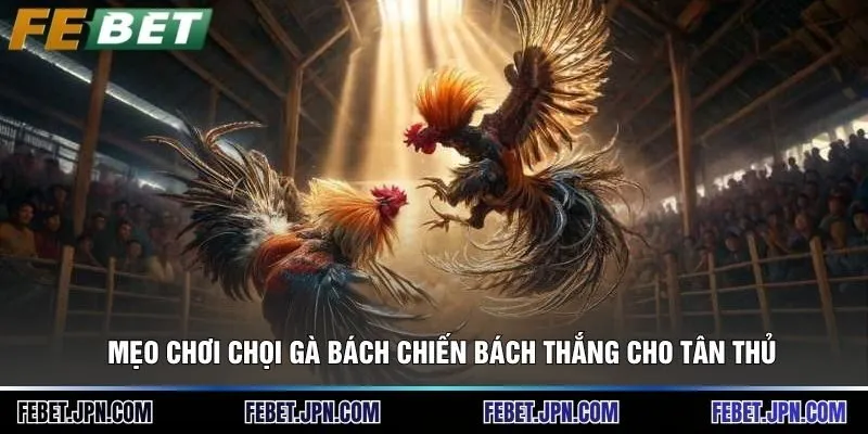 Mẹo chơi chọi gà bách chiến bách thắng cho tân thủ
