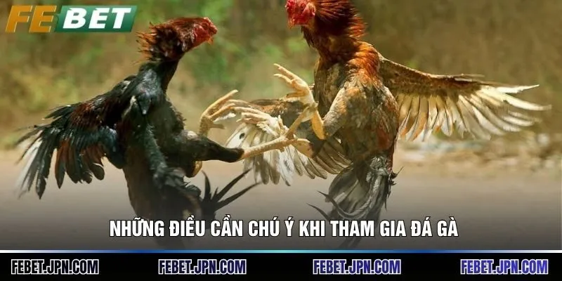 Những điều cần chú ý khi tham gia đá gà